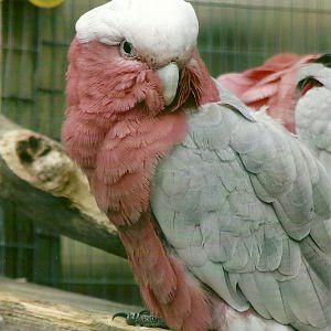 Roseate Cockatoo 10th September 2012