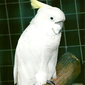 Eleanora Cockatoo 10th September 2012