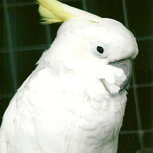 Eleanora Cockatoo 10th September 2012