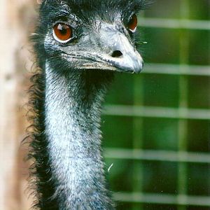 Emu 10th September 2012