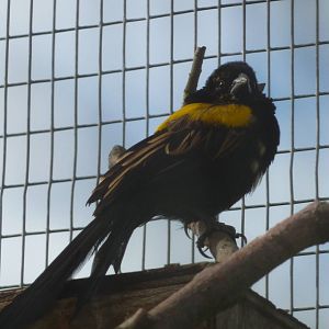 Yellow-mantled widowbird