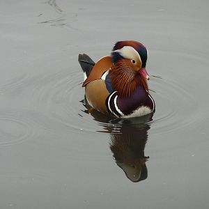 Male Mandarin duck, 5th October 2012