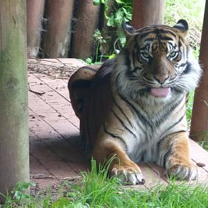 Sumatran Tiger, 3 October 2012