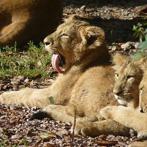 Asiatic Lion Cubs, 5 October 2012