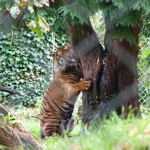 Sumatran Tiger, 5 October 2012