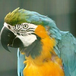 Blue and Yellow Macaw 10th September 2012