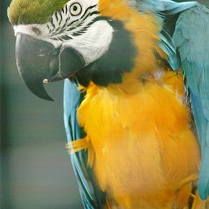 Blue and Yellow Macaw 10th September 2012