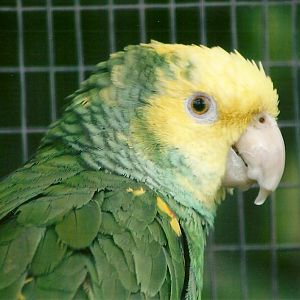 Double Yellow-headed Amazon 10th September 2012