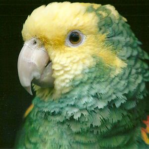 Double Yellow-headed Amazon 10th September 2012