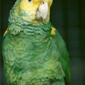 Double Yellow-headed Amazon 10th September 2012