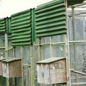 Rear of aviaries, showing covered feeding stations 10th September 2012