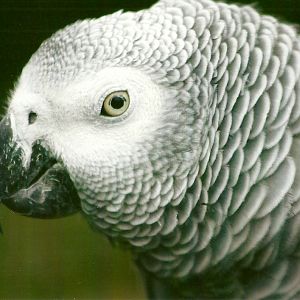 African Grey Parrot 10th September 2012