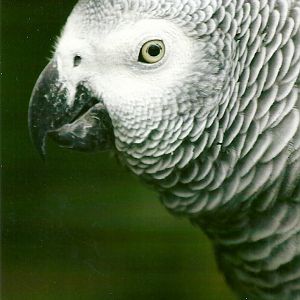 African Grey Parrot 10th September 2012