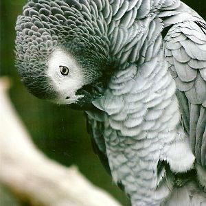 African Grey Parrot 10th September 2012