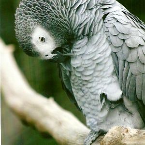 African Grey Parrot 10th September 2012
