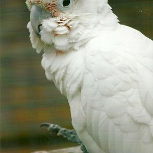 Goffin's Cockatoo Millie 10th September 2012