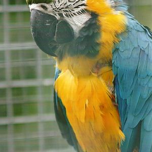 Blue and Yellow Macaw 10th September 2012