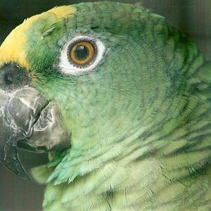 Yellow-crowned Amazon 10th September 2012