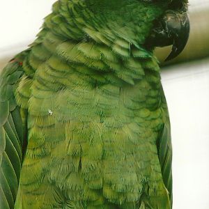 Yellow-crowned Amazon 10th September 2012