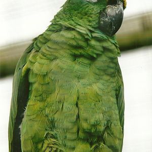 Yellow-crowned Amazon 10th September 2012