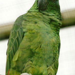 Yellow-crowned Amazon 10th September 2012