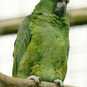 Yellow-crowned Amazon 10th September 2012