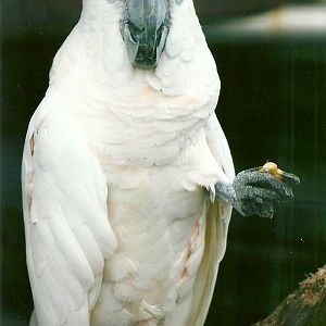 Moluccan Cockatoo 10th September 2012
