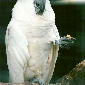 Moluccan Cockatoo 10th September 2012