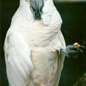 Moluccan Cockatoo 10th September 2012