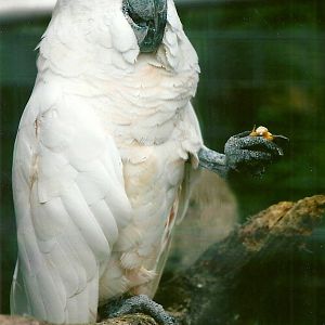 Moluccan Cockatoo 10th September 2012