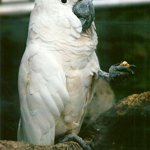 Moluccan Cockatoo 10th September 2012