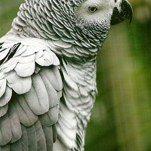 African Grey Parrot 10th September 2012