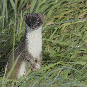 Stoat
