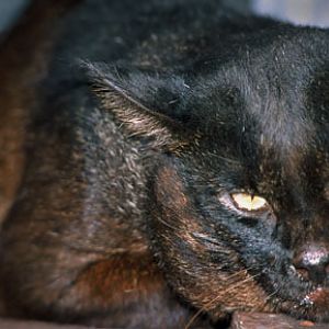 melanistic jungle cat