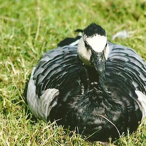 Barnacle Goose 11th September 2012