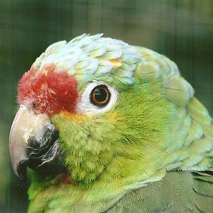 Red-lored Amazon 11th September 2012