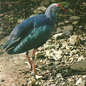 Purple Gallinule 11th September 2012