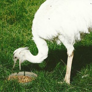 Greater Rhea 11th September 2012