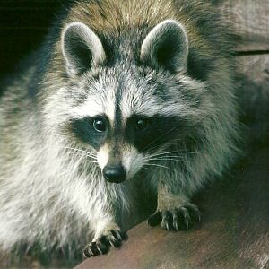 Raccoon 11th September 2012