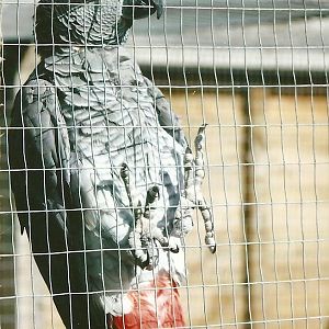 African Grey Parrot 11th September 2012