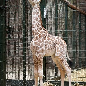 Rothschild Giraffe Calf - 10/10/2012
