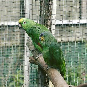 Orange-winged and Yellow-crowned Amazons11th September 2012