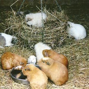 Guinea Pigs 11th September 2012
