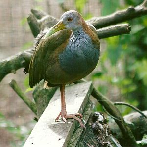 Giant Water Rail 11th September 2012