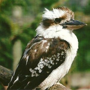 Kookaburra 11th September 2012