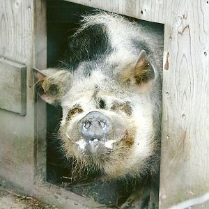 Kune Kune Pig 11th September 2012