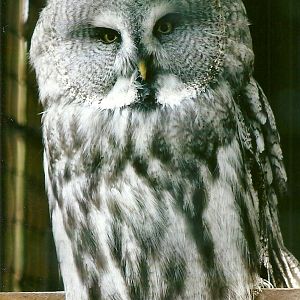 Great Grey Owl 11th September 2012