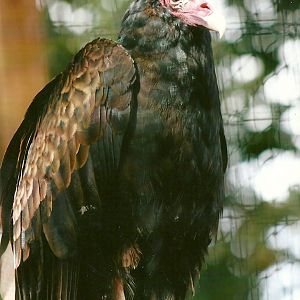 Turkey Vulture 11th September 2012