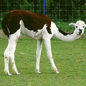 Alpaca 11th September 2012