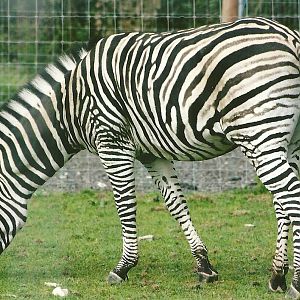 Zebra 11th September 2012